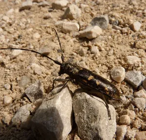 Wzorcowanie akredytowane czujnika cyfrowego do 25,0 mm  + świadectwo wzorcowania CIA-ILAC MRA