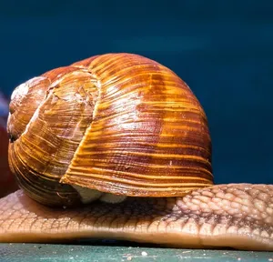 Wzorcowanie akredytowane czujnika cyfrowego do 25,0 mm  + świadectwo wzorcowania CIA-ILAC MRA