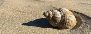 Wzorcowanie nieakredytowane metalowego wzorca twardości Shore'a + świadectwo wzorcowania