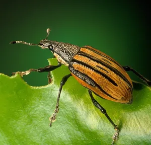 Wzorcowanie nieakredytowane czujnika cyfrowego 13,0-25,4 mm  + świadectwo wzorcowania