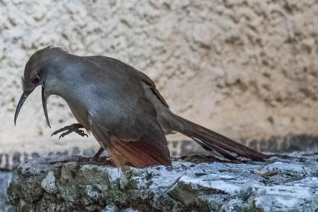 Zestaw 12 kształtowych pierścieni podporowych (AHMR-01)